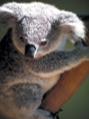 IPB Image